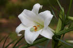 Easter lily